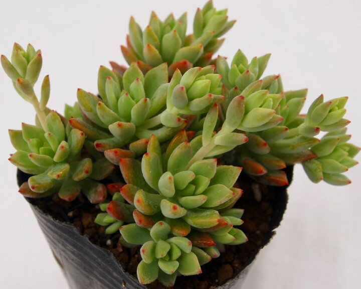 楽天市場 リトルビューティー グラプトセダム属 多肉植物 9cmポット 多肉植物専門店 ビスタ