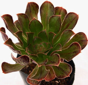 ܂獕@ti}_NzEVj AGIjE@A@9cm|bgϗtA G  CeA 炵 A |bg [bg N Aeonium