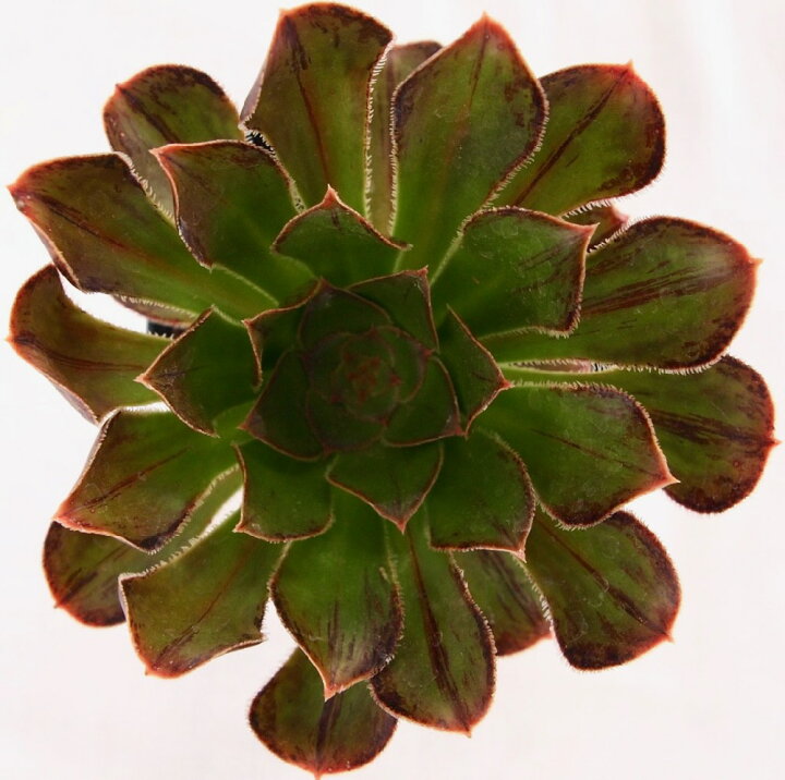 楽天市場 まだら黒法師 マダラクロホウシ アエオニウム属 多肉植物 9cmポット観葉植物 雑貨 おすすめ インテリア 暮らし 多肉植物 ポット ロゼット 多年草 Aeonium 多肉植物専門店 ビスタ