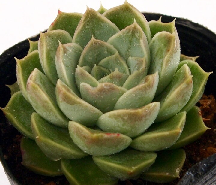 楽天市場 アルル エケベリア属 多肉植物 9cmポット観葉植物 雑貨 おすすめ インテリア 暮らし 室内 植物 育て方 サボテン 多肉 多肉植物専門店 ビスタ