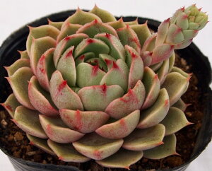 xofBX@GPxA@A@9cm|bgϗtA G  CeA 炵  A ĕ T{e 