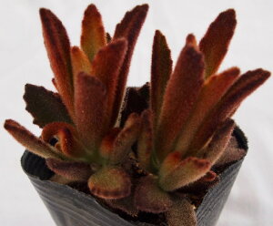 観葉植物 剪定の人気商品 通販 価格比較 価格 Com 観葉植物 剪定の人気商品 通販 価格比較 価格 Com