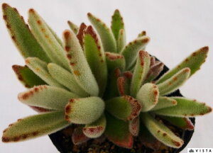 S[fK[ JRG@A 9cm|bgϗtA G  CeA 炵 A  k͔| A 