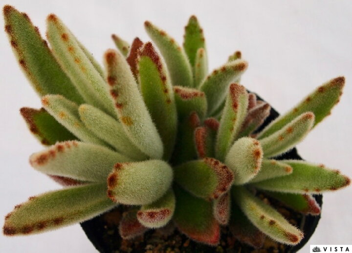 楽天市場 ゴールデンガール カランコエ属 多肉植物 9cmポット観葉植物 雑貨 おすすめ インテリア 暮らし 多肉植物 剪定 水耕栽培 鉢植え 花 多肉植物専門店 ビスタ