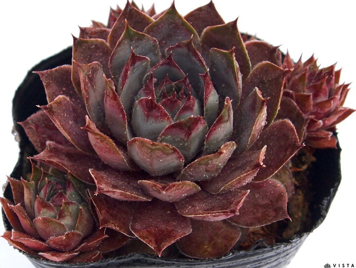 楽天市場】ブルーボーイ センペルビウム属 多肉植物 9cmポット観葉植物 