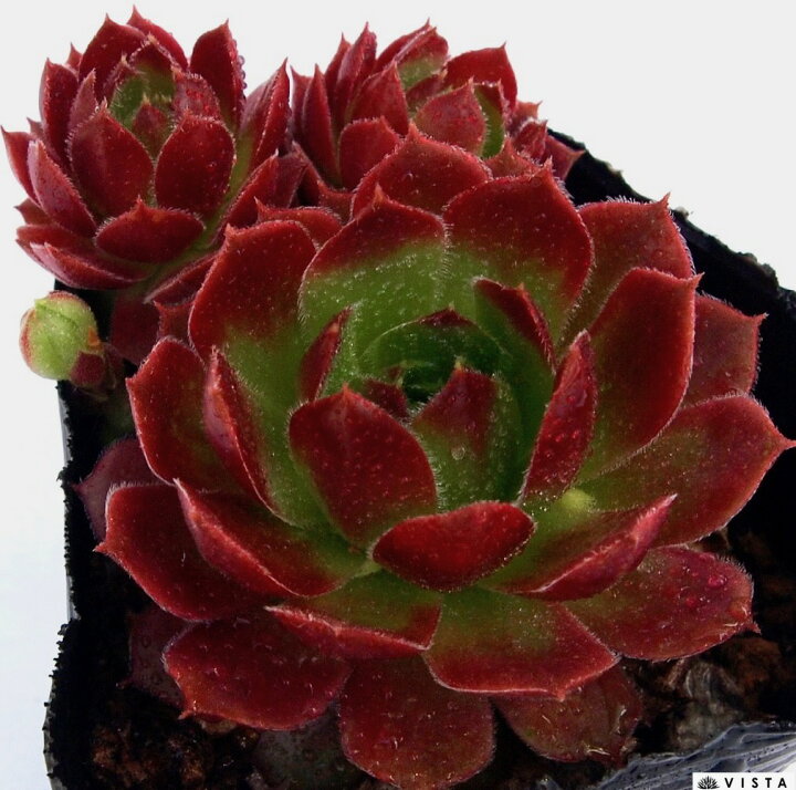 楽天市場】ラリッサ センペルビウム属 多肉植物 9cmポット観葉植物 