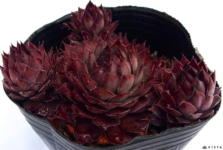 楽天市場】アトロプルプレウム センペルビウム属 多肉植物 9cmポット