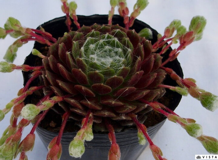 楽天市場 ガゼル センペルビウム属 多肉植物 9cmポット観葉植物 雑貨 おすすめ インテリア 暮らし 160 地植え 鉢植え 子株 寒さ 紅葉 多肉植物専門店 ビスタ