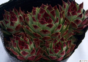 iAUNjZyrE@A@9cm|bgϗtA G  CeA 炵nA A q  gt