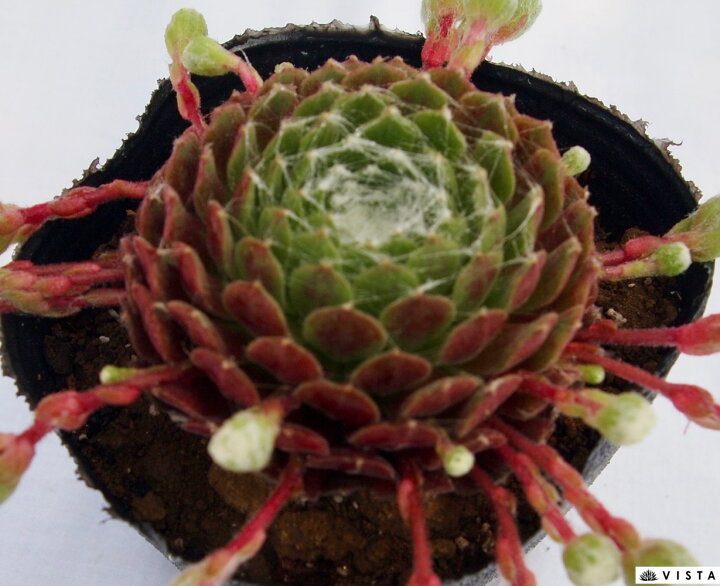 楽天市場 巻絹 マキギヌ センペルビウム属 多肉植物 9cmポット観葉植物 雑貨 おすすめ インテリア 暮らし 160 地植え 鉢植え 子株 寒さ 紅葉 多肉植物専門店 ビスタ