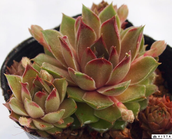 楽天市場】テダーハイド センペルビウム属 多肉植物 9cmポット観葉植物 