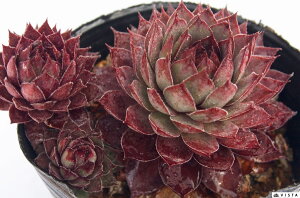 HOPI izbs[jZyrE@A@9cm|bgϗtA G  CeA 炵nA A q  gt