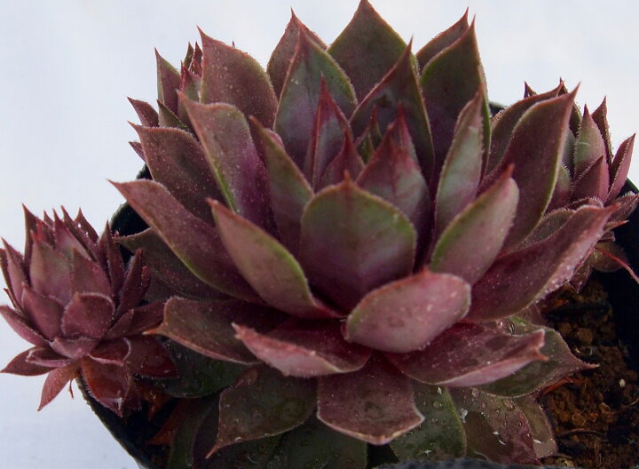 楽天市場 ウォルコッツバラエティ センペルビウム属 多肉植物 9cmポット観葉植物 雑貨 おすすめ インテリア 暮らし 160 地植え 鉢植え 子株 寒さ 紅葉 多肉植物専門店 ビスタ