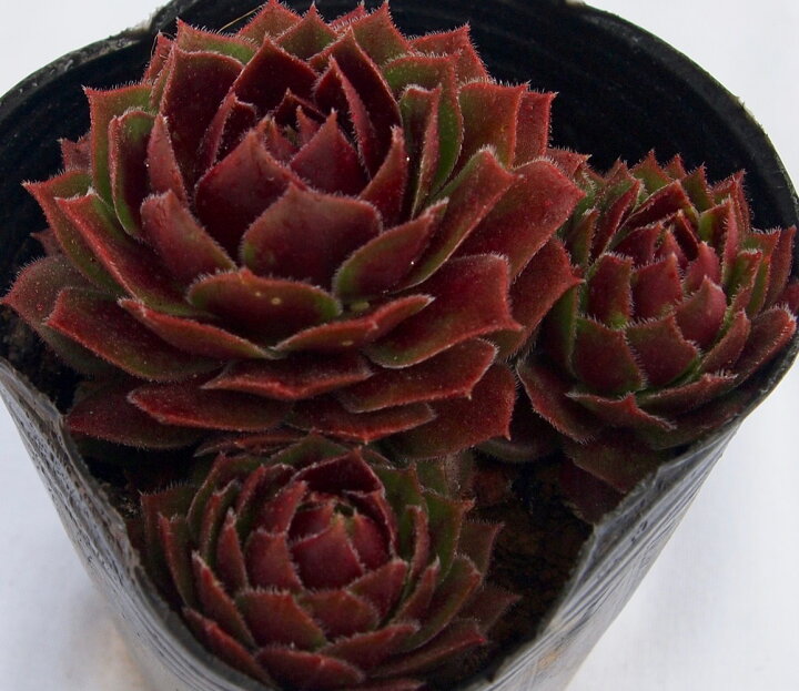 楽天市場 カーサ センペルビウム属 多肉植物 9cmポット観葉植物 雑貨 おすすめ インテリア 暮らし 160 地植え 鉢植え 子株 寒さ 紅葉 多肉植物専門店 ビスタ 楽天市場 カーサ センペルビウム属 多肉植物 9cmポット観葉植物 雑貨 おすすめ インテリア 暮らし 160 地植え 鉢植え 子株 寒さ 紅葉 多肉植物専門店 ビスタ