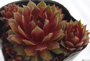 ^t@ZyrE@A@9cm|bgϗtA G  CeA 炵nA A q  gt