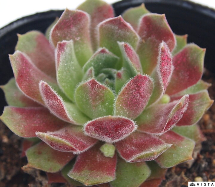 楽天市場】アップルブロッサム センペルビウム属 多肉植物 9cmポット 