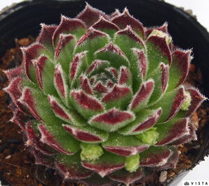 u[x[ACX@ZyrE@A@9cm|bgϗtA G  CeA 炵nA A q  gt