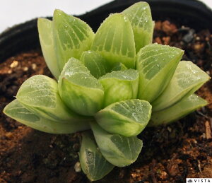 u[W[сiu[W[jVLj@nI`A@A@9cm|bgϗtA G  CeA 炵 nIVA haworthia T{e A