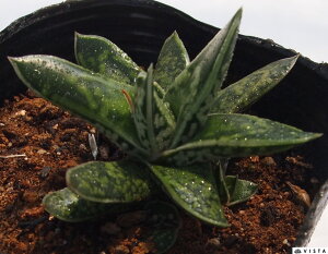 v^[i KXeA@A@9cm|bgϗtA G  CeA 炵 A  x eE |bg