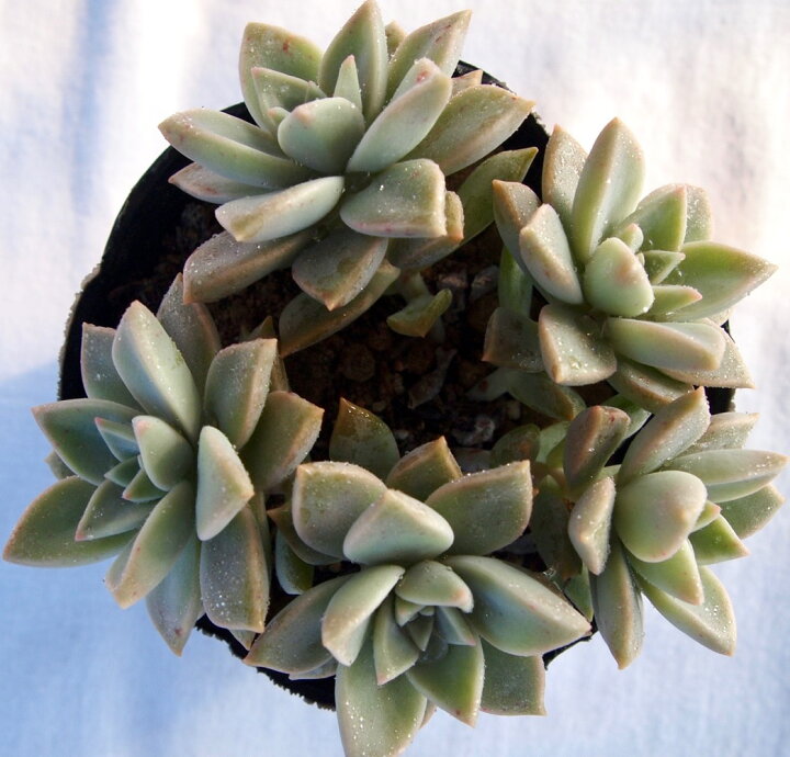 楽天市場 ピンキー グラプトベリア属 多肉植物 9cmポット観葉植物 雑貨 おすすめ インテリア 暮らし 多肉植物 ポット 子株 交配 葉挿し 多肉植物専門店 ビスタ