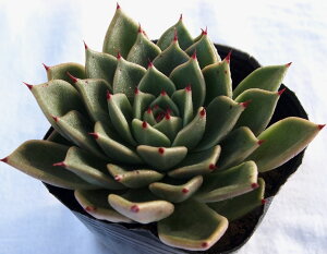 T{j[ GPxA@A@9cm|bgϗtA G  CeA 炵  A ĕ T{e 