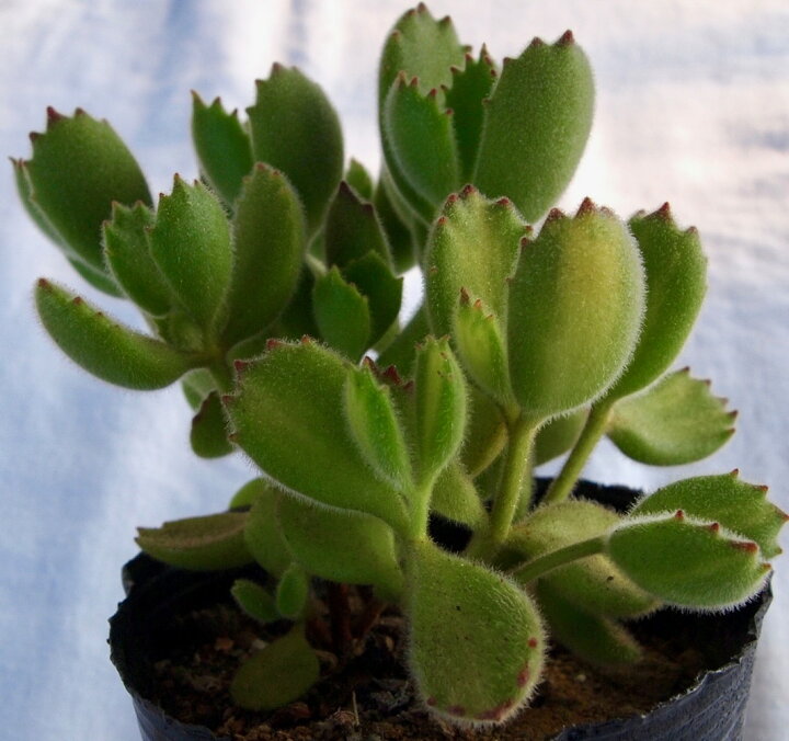 楽天市場 熊童子錦 黄斑 コチレドン属 多肉植物 9cmポット観葉植物 雑貨 おすすめ インテリア 暮らし 多肉植物 葉 花 紅葉 夏 多肉植物専門店 ビスタ