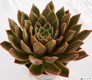 アガボイデスミラ【デラックス多肉】エケベリア属 多肉植物 10.5cmポット観葉植物 雑貨 おすすめ インテリア 暮らし 室内 植物 育て方 サボテン 多肉