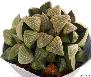RvgjA[iyfbNXzyWGvcznI`A@A@10.5cm|bgϗtA G  CeA 炵 nIVA haworthia T{e A