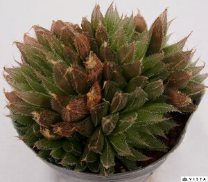 yfbNXznI`AyWGvczA@10.5cm|bgϗtA G  CeA 炵 nIVA haworthia T{e A