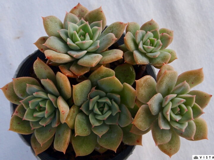 楽天市場】聖夜のバラ（セイヤノバラ）【デラックス多肉】エケベリア属  