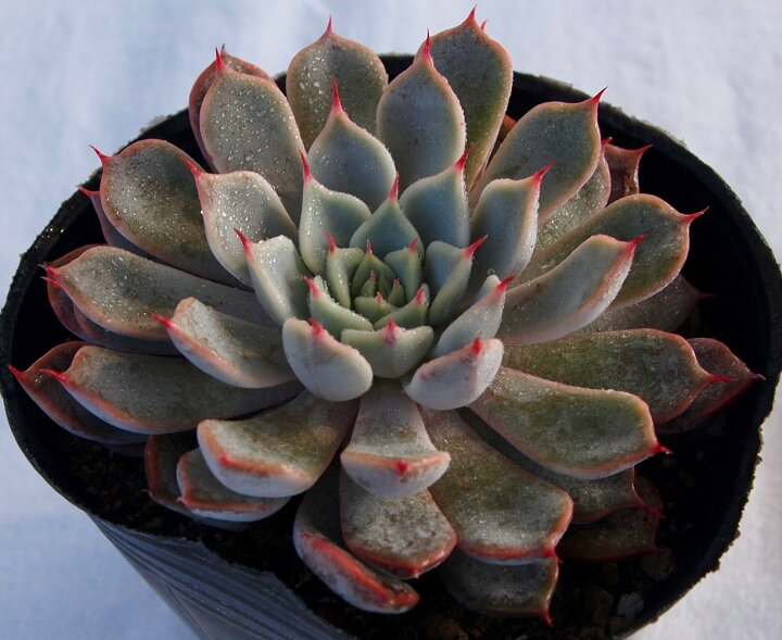 楽天市場】ピンクザラゴーサ エケベリア属 多肉植物 9cmポット観葉植物  