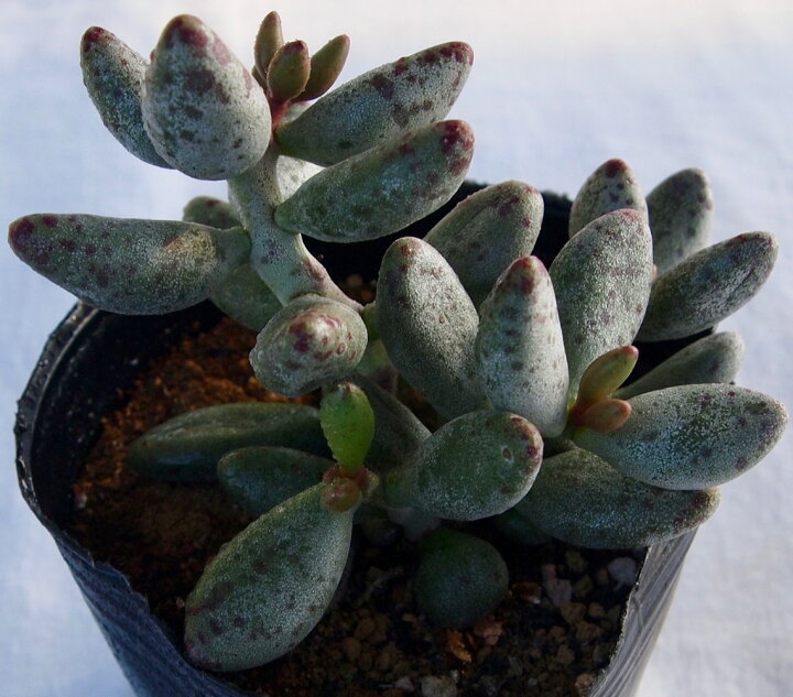 楽天市場 亀の卵 カメノタマゴ アドロミスクス属 多肉植物 9cmポット観葉植物 雑貨 おすすめ インテリア 暮らし 多肉植物専門店 ビスタ 楽天市場 亀の卵 カメノタマゴ アドロミスクス属 多肉植物 9cmポット観葉植物 雑貨 おすすめ インテリア 暮らし 多肉植物専門店 ビスタ