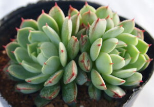 観葉植物 サボテン 育て方の人気商品 通販 価格比較 価格 Com