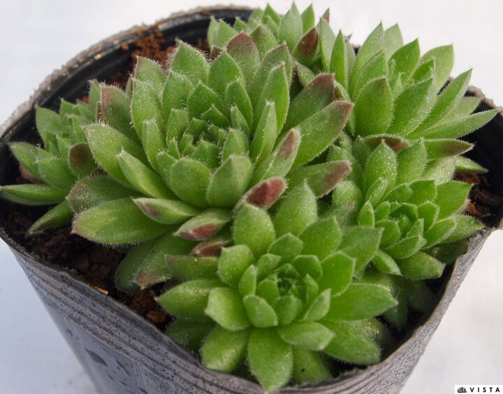 楽天市場 ペキニーズ センペルビウム属 多肉植物 9cmポット観葉植物 雑貨 おすすめ インテリア 暮らし 160 地植え 鉢植え 子株 寒さ 紅葉 多肉植物専門店 ビスタ