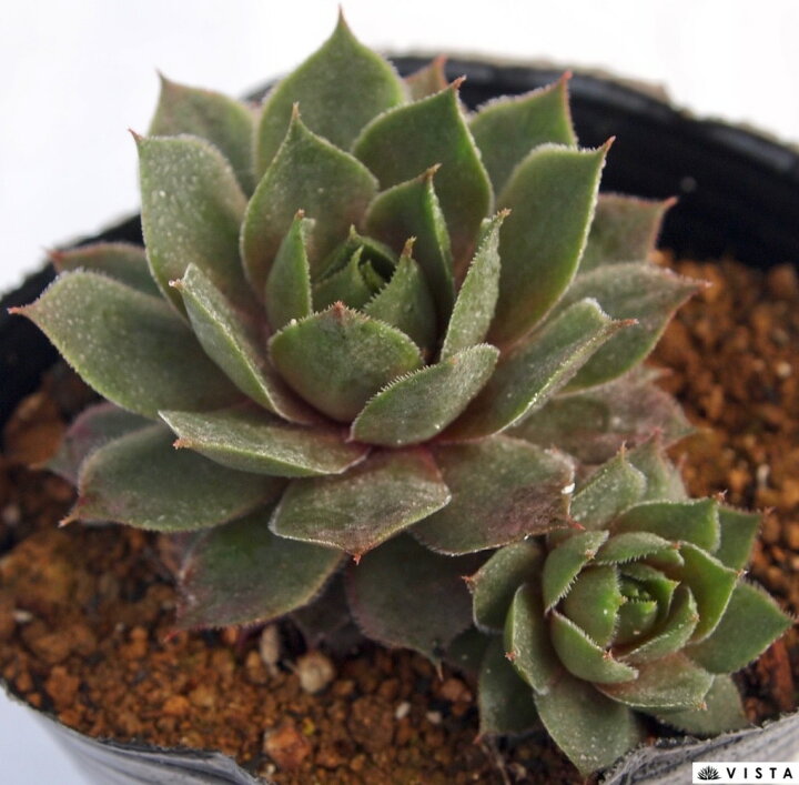 楽天市場 コンプトディコンガエ センペルビウム属 多肉植物 9cmポット観葉植物 雑貨 おすすめ インテリア 暮らし 160 地植え 鉢植え 子株 寒さ 紅葉 多肉植物専門店 ビスタ