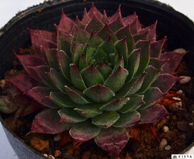 楽天市場 観葉植物 地植えの通販