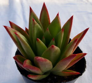 u[tN@GPxA A 9cm|bgϗtA G  CeA 炵  A ĕ T{e 