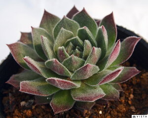 �O���i�_ �Z���y���r�E�����@�����A���@9cm�|�b�g�ϗt�A�� �G�� �������� �C���e���A ��炵�n�A�� ���A�� �q�� ���� �g�t