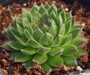 VFuM[ ZyrE@A@9cm|bgϗtA G  CeA 炵nA A q  gt