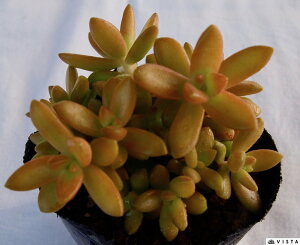 AhtB[@Z_@A@9cm|bgϗtA G  CeA 炵 A Aؔ rO A gt