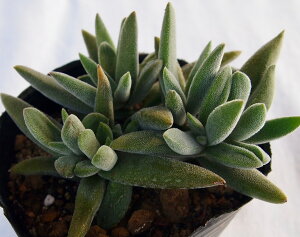 ZuAZCfXi[WtH[j NbX@A@9cm|bgϗtA G  CeA 炵 At }  ~^ Č^