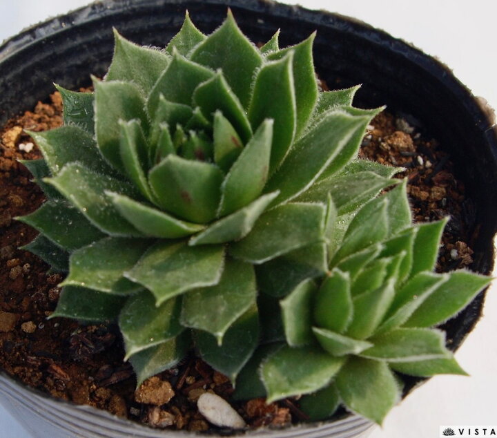 楽天市場】ガジェダム センペルビウム属 多肉植物 9cmポット観葉植物 