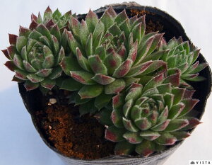 u[[@ZyrE@A@9cm|bgϗtA G  CeA 炵nA A q  gt