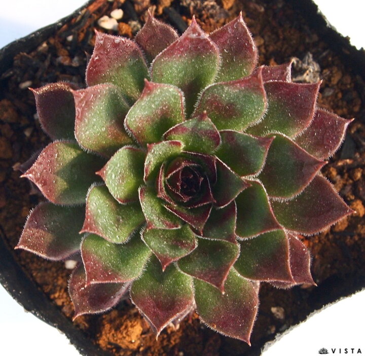 楽天市場】パシフィックレッドローズ センペルビウム属 多肉植物 9cm 