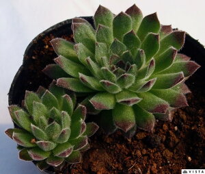 多肉植物 ピンク 観葉植物の人気商品 通販 価格比較 価格 Com