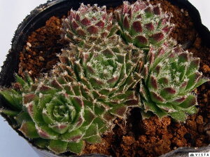 RFi}rRj ZyrE@A@9cm|bgϗtA G  CeA 炵nA A q  gt