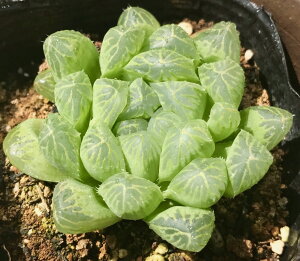 大型トルンカータ(オオガタトルンカータ)【ジュエルプランツ】ハオルチア属 多肉植物 9cmポット観葉植物 雑貨 おすすめ インテリア 暮らし ハオルシア haworthia サボテン 植物