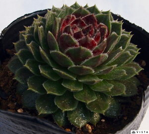 AC`F ZyrE@A@9cm|bgϗtA G  CeA 炵nA A q  gt