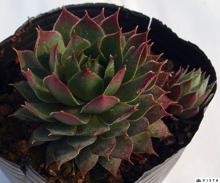 楽天市場 ジオデール センペルビウム属 多肉植物 9cmポット観葉植物 雑貨 おすすめ インテリア 暮らし 160 地植え 鉢植え 子株 寒さ 紅葉 多肉植物専門店 ビスタ