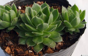 t[WCAg ZyrE@A@9cm|bgϗtA G  CeA 炵nA A q  gt